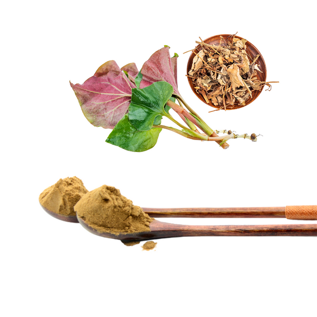 Extrato de Houttuynia Cordata