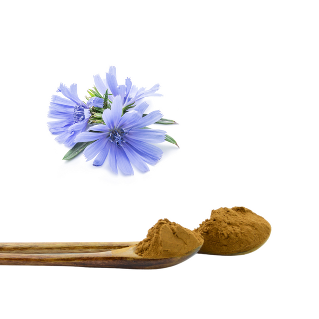 Extrato de Chicória