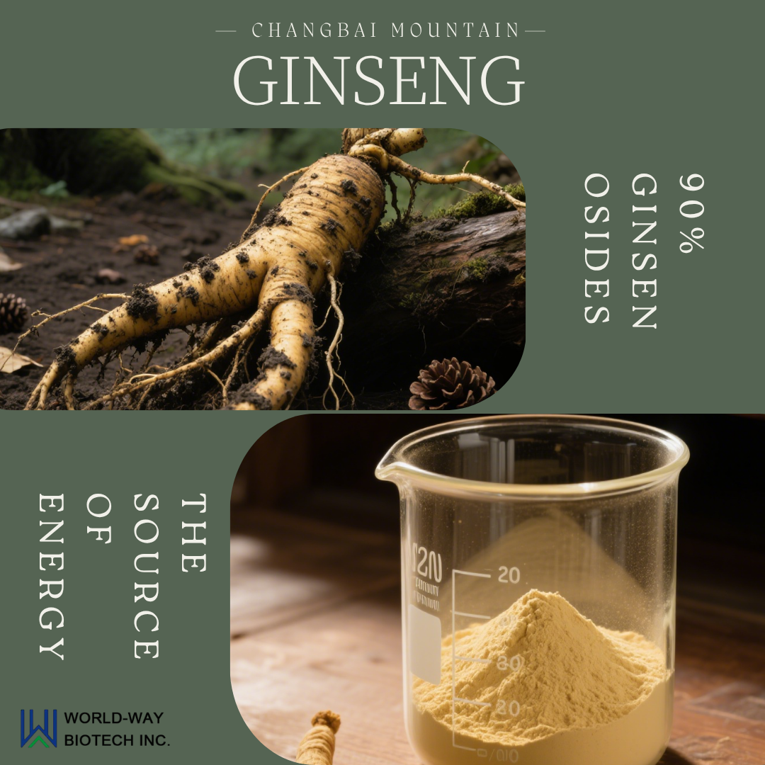 Mais do que apenas 'Tônico Qi' — revelando como o extrato de Ginseng do nordeste da China impulsiona a saúde moderna por meio da ciência