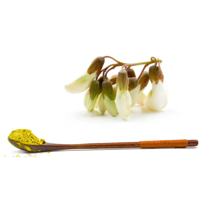 Extrato de Sophora Japonica