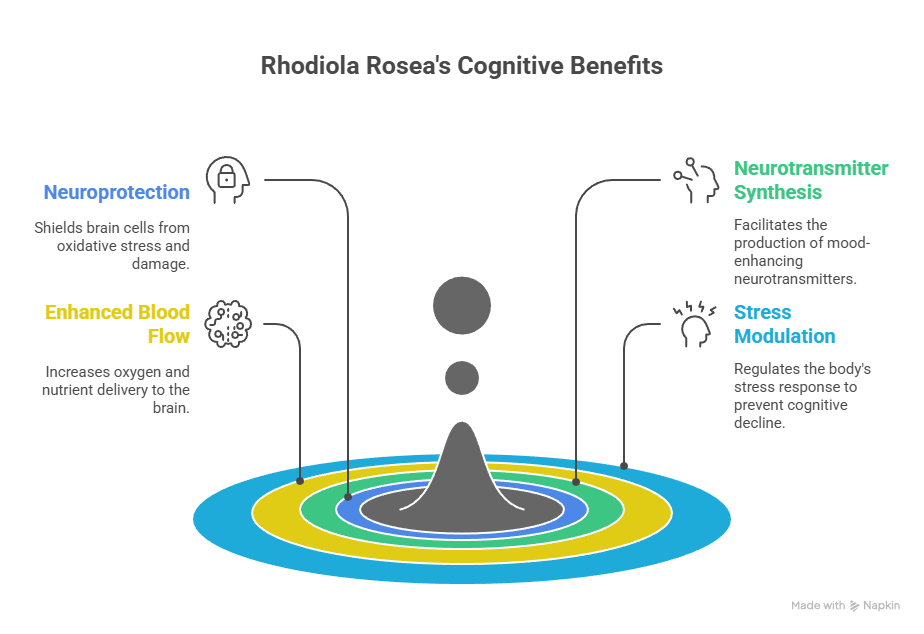 Rhodiola Rosea_ Mechanism of Action - visual selection Rhodiola Rosea_ Mecanismo de Ação - seleção visual