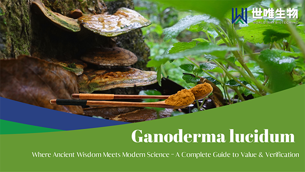 Ganoderma lucidum: um guia completo para valor e verificação