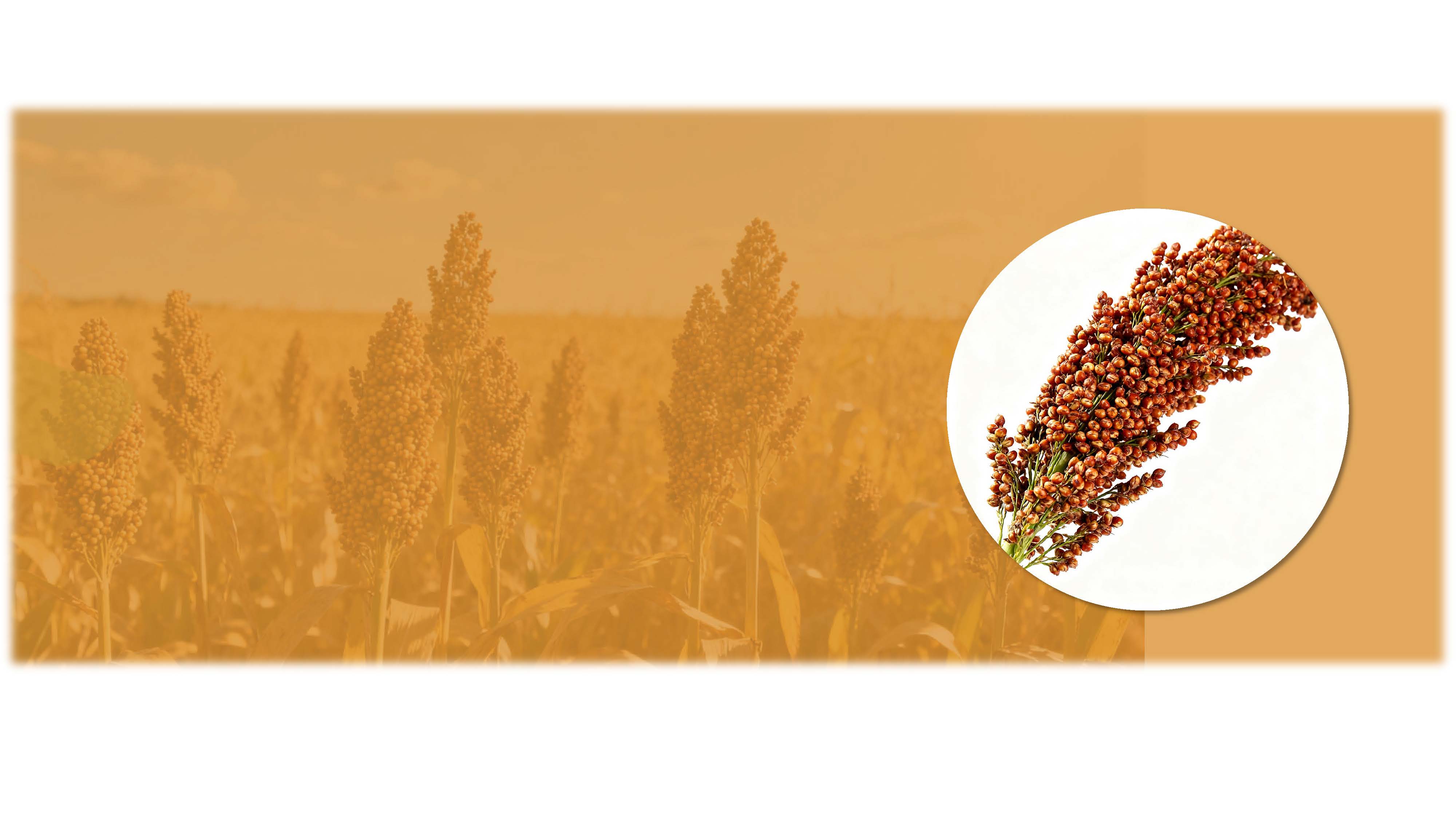 <h1><span style="font-size:30px;"><span style="font-family:Geneva;"><strong>Sorgo</strong></span></span></h1> <link href="https://fonts.googleapis.com/css?family=" rel="stylesheet" type="text/css">