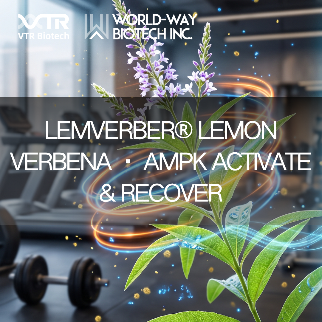 Recuperação muscular mais rápida sem proteína extra? Resposta contra-intuitiva de Lemverber® Lemon Verbena por meio de AMPK