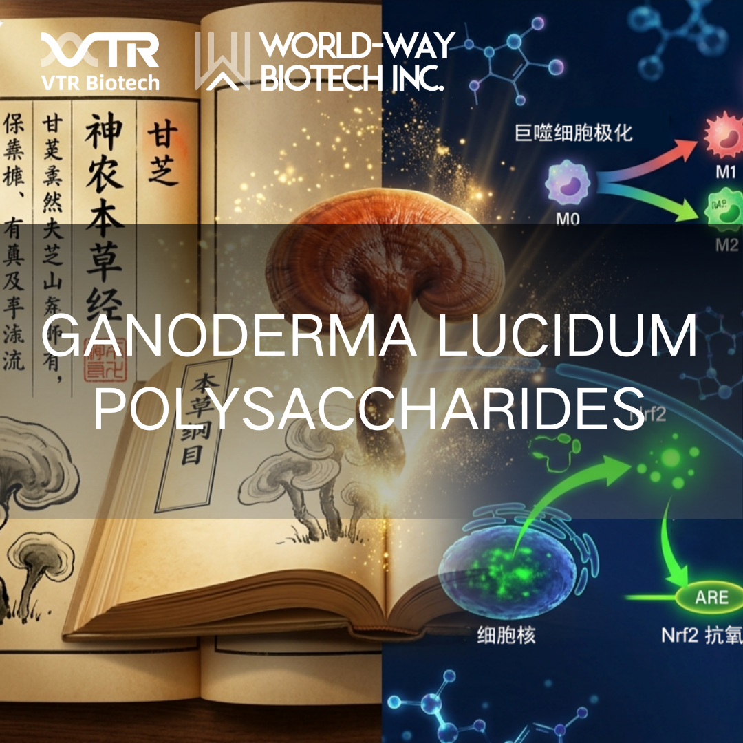 De Shen Nong Ben Cao Jing aos Laboratórios Nobel: Por que os polissacarídeos de Ganoderma Lucidum são a nova “arma secreta” nos alimentos funcionais globais